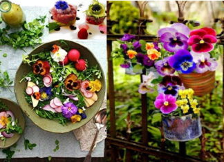 Magiare fiori e piante? Il Balcone edibile, come arredare con fiori e piante eduli belle e buone Fiori edibili da mangiare