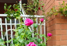 Dove piantare le rose: quale esposizione è la migliore? rose profumate di colore rosa