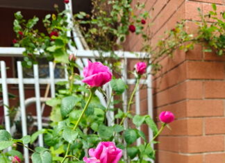 Dove piantare le rose: quale esposizione è la migliore? rose profumate di colore rosa