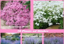 10 Piante da Fiore e non da piantare nei giardini e balconi ad Ottobre 10 Piante da Fiore e non da piantare nei giardini e balconi ad Ottobre