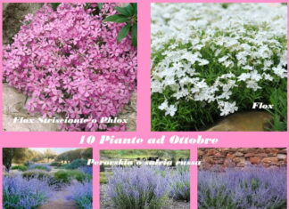10 Piante da Fiore e non da piantare nei giardini e balconi ad Ottobre 10 Piante da Fiore e non da piantare nei giardini e balconi ad Ottobre