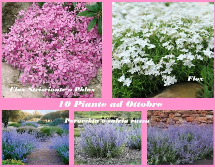 10 Piante da Fiore e non da piantare nei giardini e balconi ad Ottobre