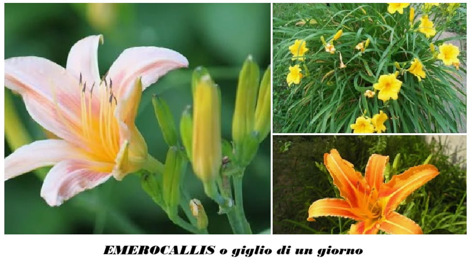 EMEROCALLIS O GIGLIO DI UN GIORNO