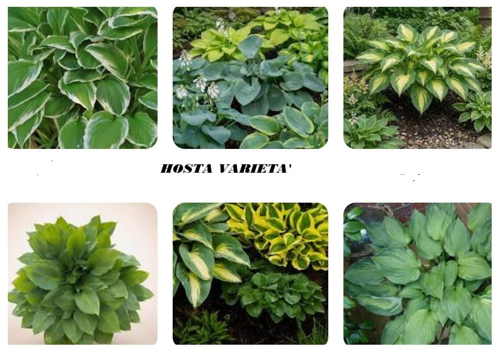 Hosta varietà e colore fogliame