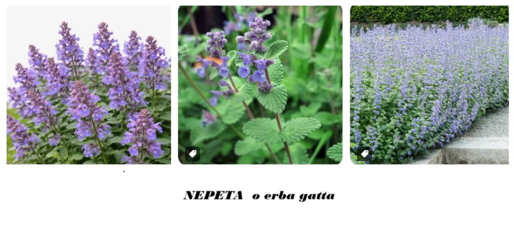 NEPETA erba gatta