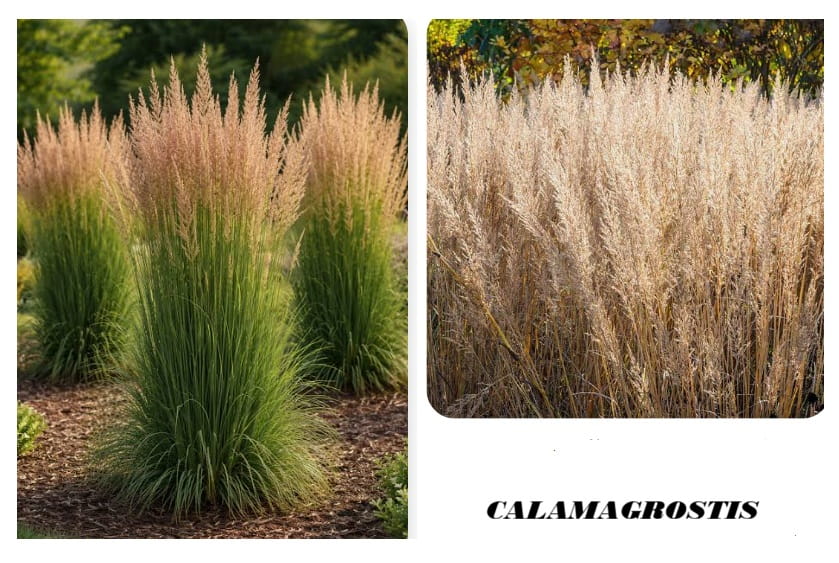 Calamagrostis