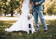 Romasposa 62esima edizione sensibilizza l’adozione per i cani “fedele per sempre” Romasposa 62esima edizione sensibilizza l'adozione per i cani "fedele per sempre"