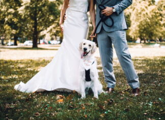 Romasposa 62esima edizione sensibilizza l’adozione per i cani “fedele per sempre” Romasposa 62esima edizione sensibilizza l'adozione per i cani "fedele per sempre"