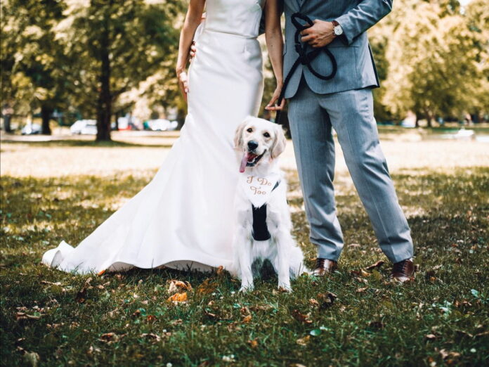 Romasposa 62esima edizione sensibilizza l'adozione per i cani "fedele per sempre" Romasposa 62esima edizione sensibilizza l'adozione per i cani "fedele per sempre"