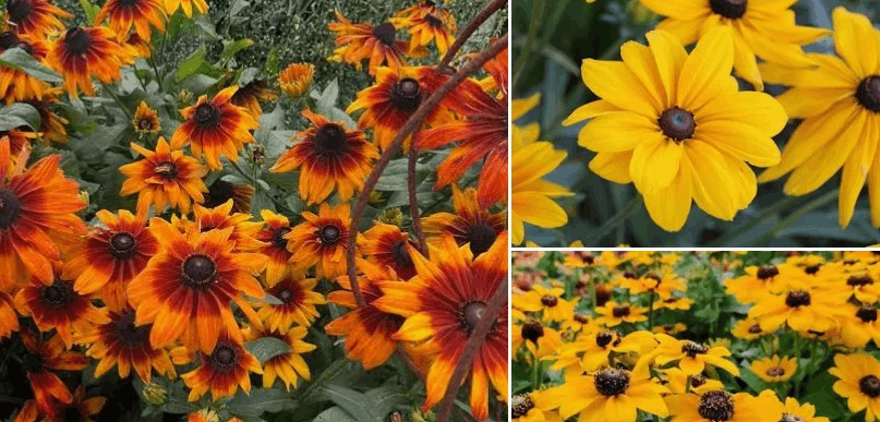Rudbeckia fiore