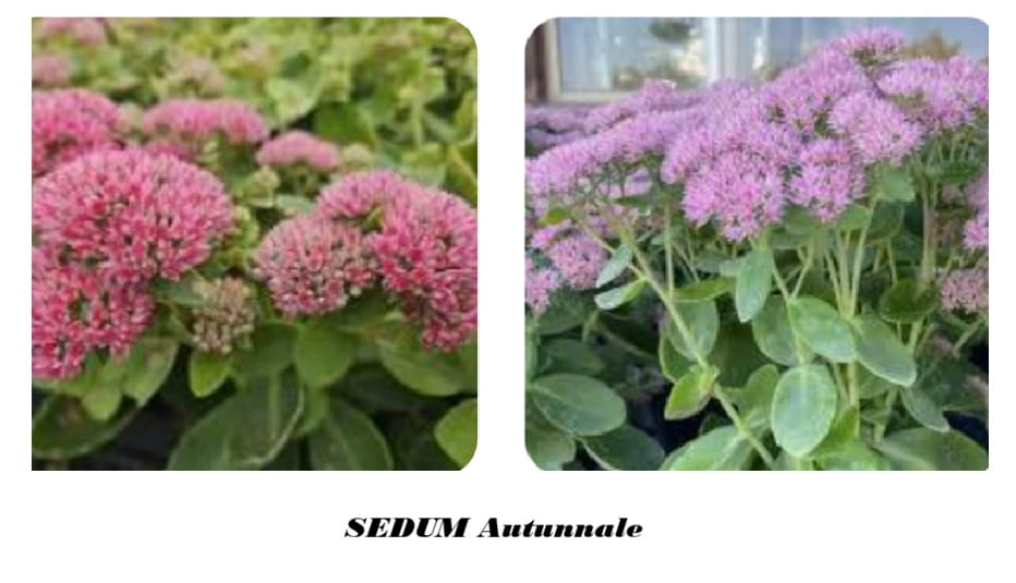 Sedum autunnale fiori