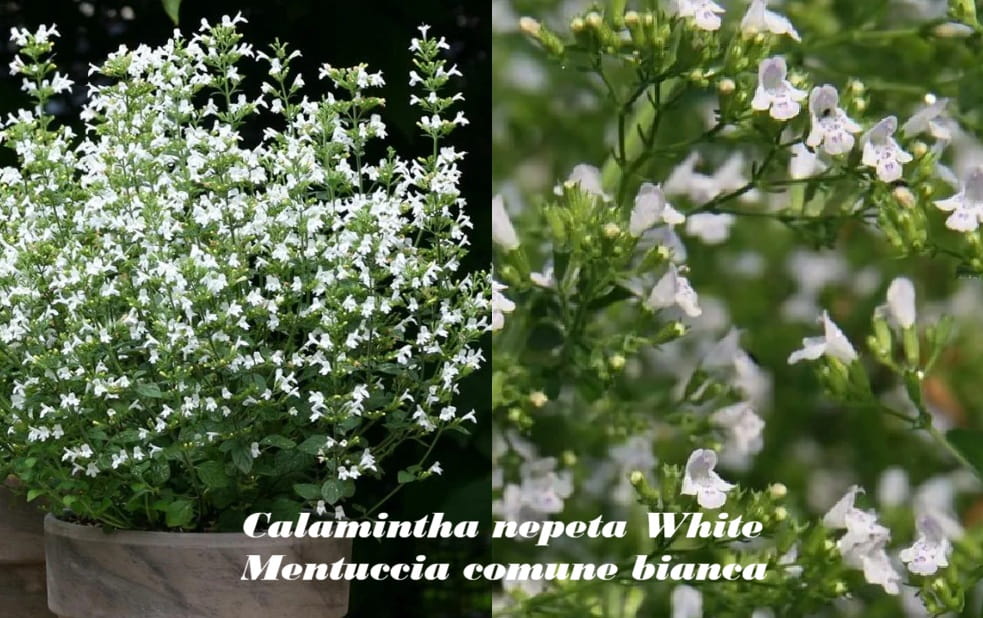 Calamintha nepeta White Cloud Mentuccia comune