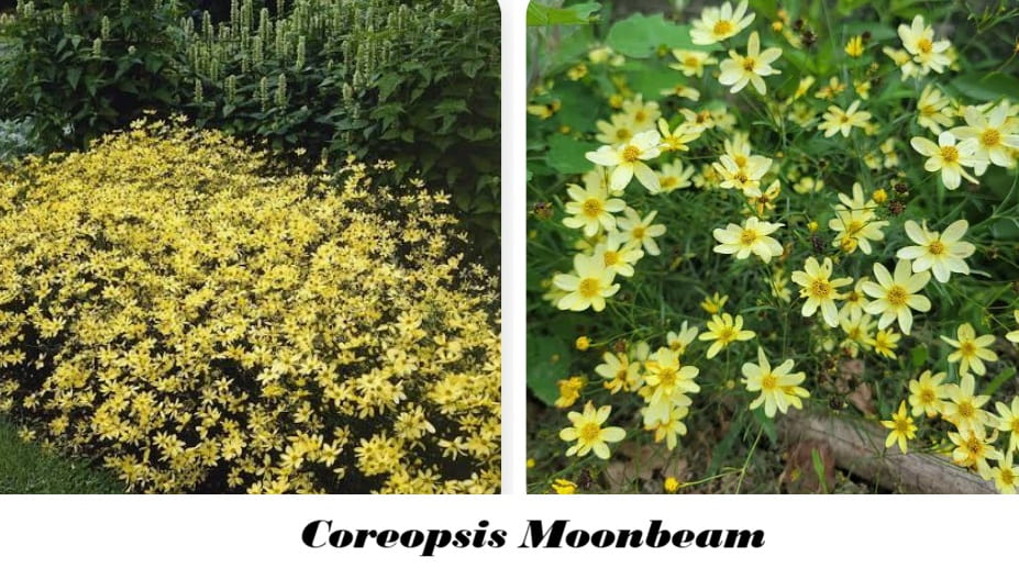Coreopsis Moonbeam