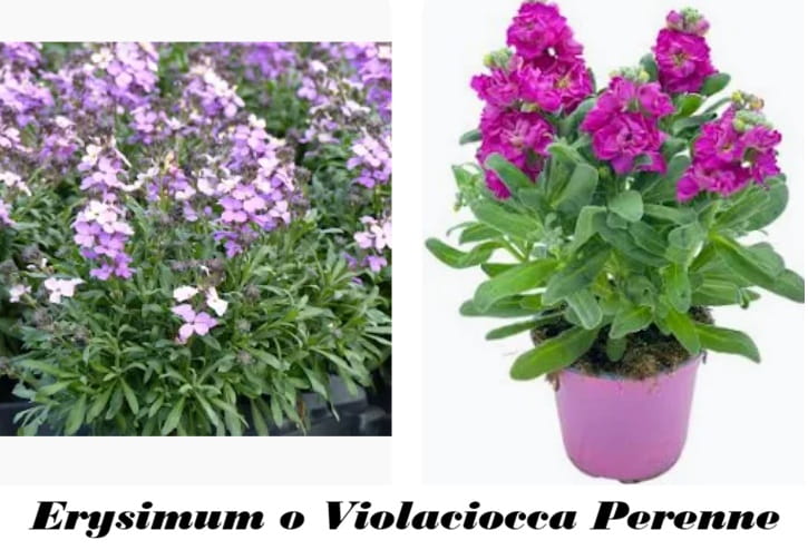 Erysimum o Violaciocca Perenne