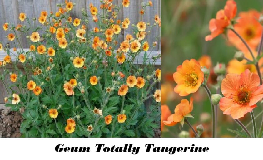 Geum Totally Tangerine