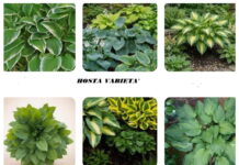Hosta la pianta regina dell’ombra per terrazzo e giardino Hosta piante alcune varietà