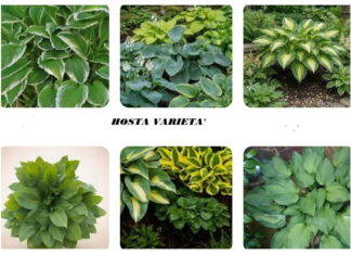 Hosta la pianta regina dell’ombra per terrazzo e giardino Hosta piante alcune varietà