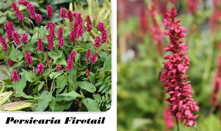 Persicaria Firetail