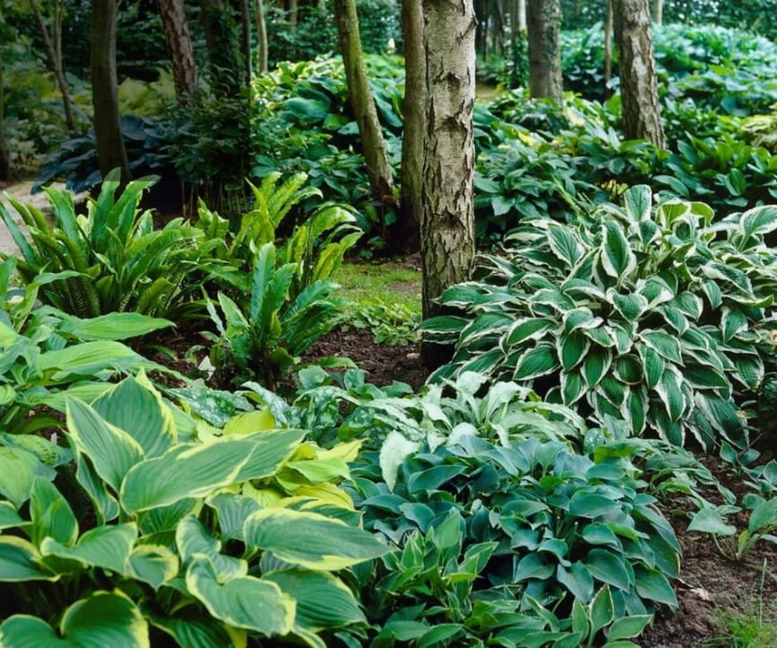 Piante di Hosta di vario tipo