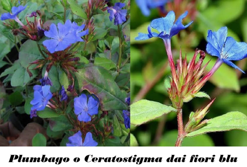 Plumbago o Ceratostigma dai fiori blu