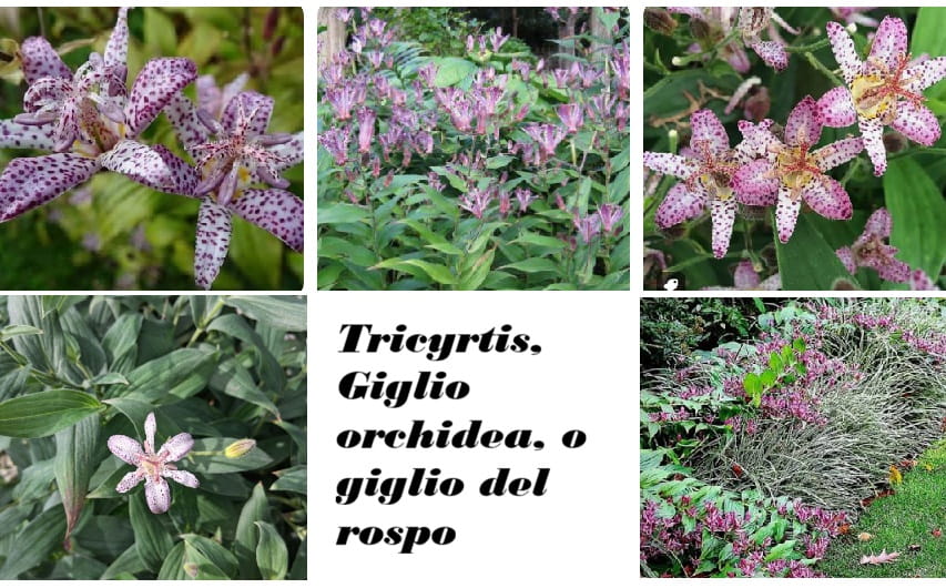 Tricyrtis o giglio orchidea o giglio del rospo