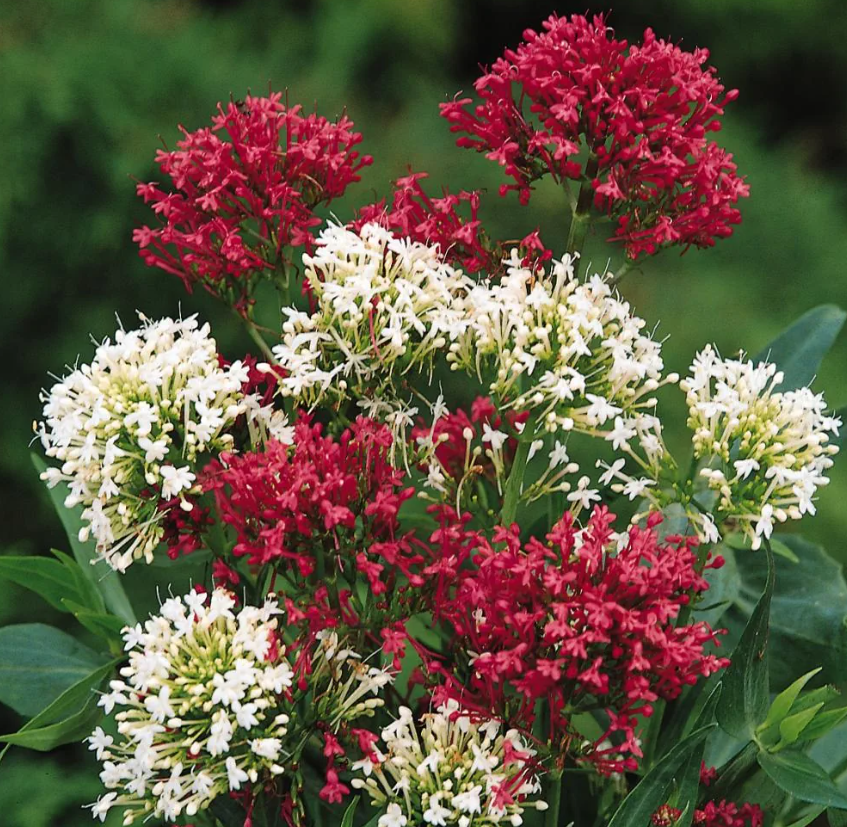 Valeriana rossa e bianca in fioritura