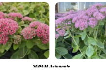 Sedum autunnale pianta con fiori autunnali, specie botanica grassa con poca manutenzione Sedum autunnale fiori