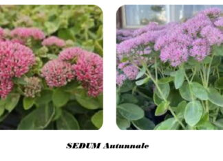 Sedum autunnale pianta con fiori autunnali, specie botanica grassa con poca manutenzione Sedum autunnale fiori